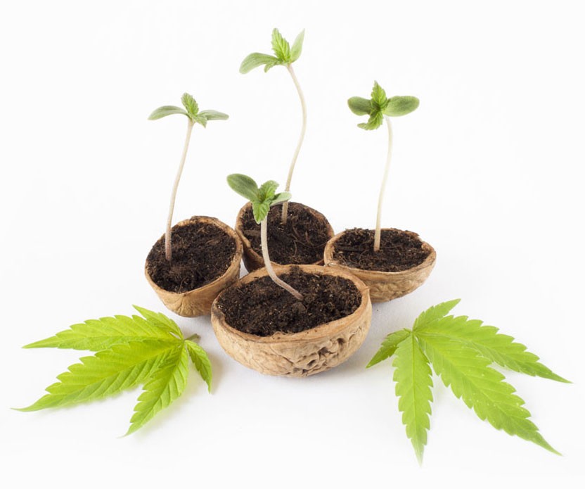 Buy Weed Online USA