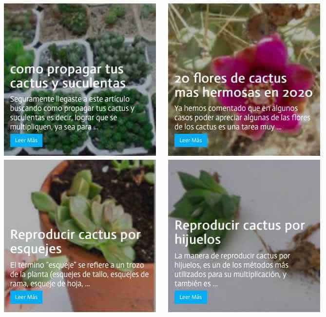 ▷ Para el cuidado de tus cactus y suculentas