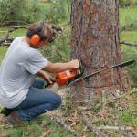 Stumps and Trees Pty Ltd Trees Pty Ltd