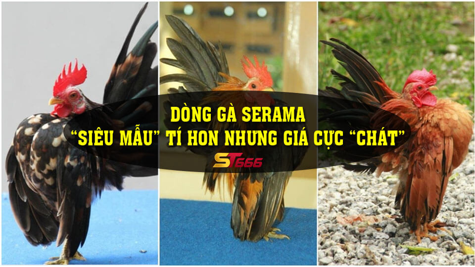 Dòng Gà Serama - “Siêu Mẫu” Tí Hon Nhưng Giá Cực “Chát”