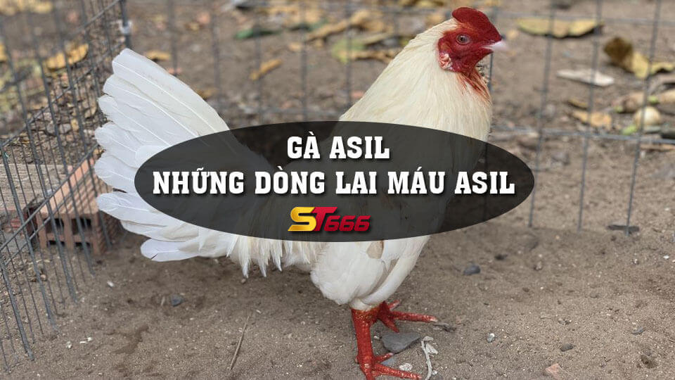 Gà Asil Và Những Dòng Lai Máu Asil Được Ưa Chuộng Nhất