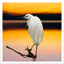 Premium Silicone Sealants - Simsealsaustralia Flip PDF | AnyFlip