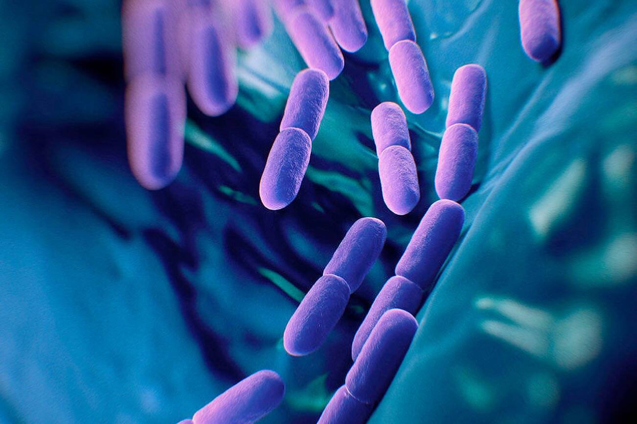 Best Probiotics (2022) Review Top-Rated Probiotic Supplements | HeraldNet.com