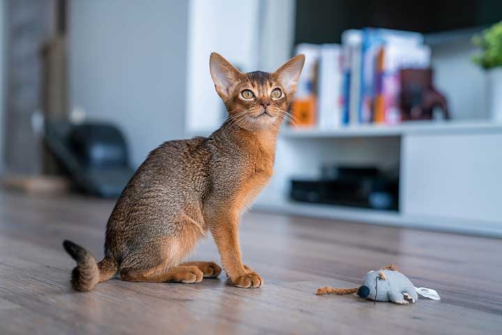Abyssinian Cats for sale