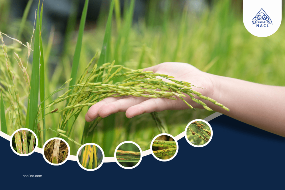 Top Diseases in Paddy Fields & How to Manage Them - NACL