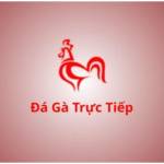 Đá gà trực tiếp
