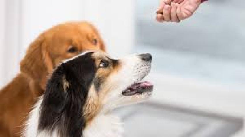 Are Dog Supplements Necessary? Understanding When They Can Help - Ani Articles